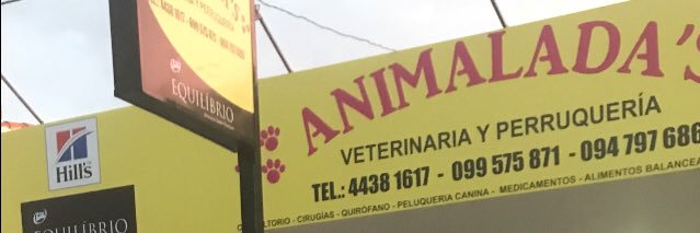 ANIMALADASPIRIA's profile banner image