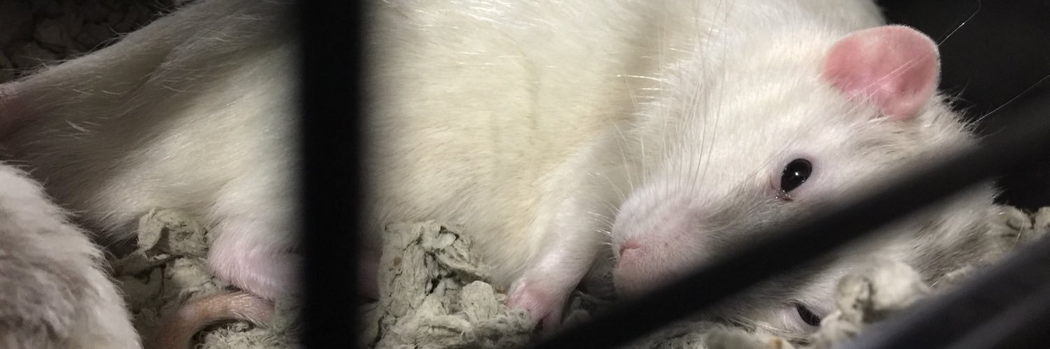 BodySnxtchxrs's profile banner image