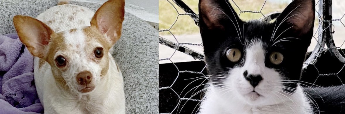 Frances Pomar banner