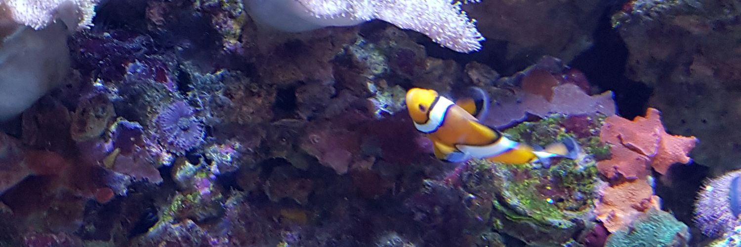 MagborAkanni's profile banner image