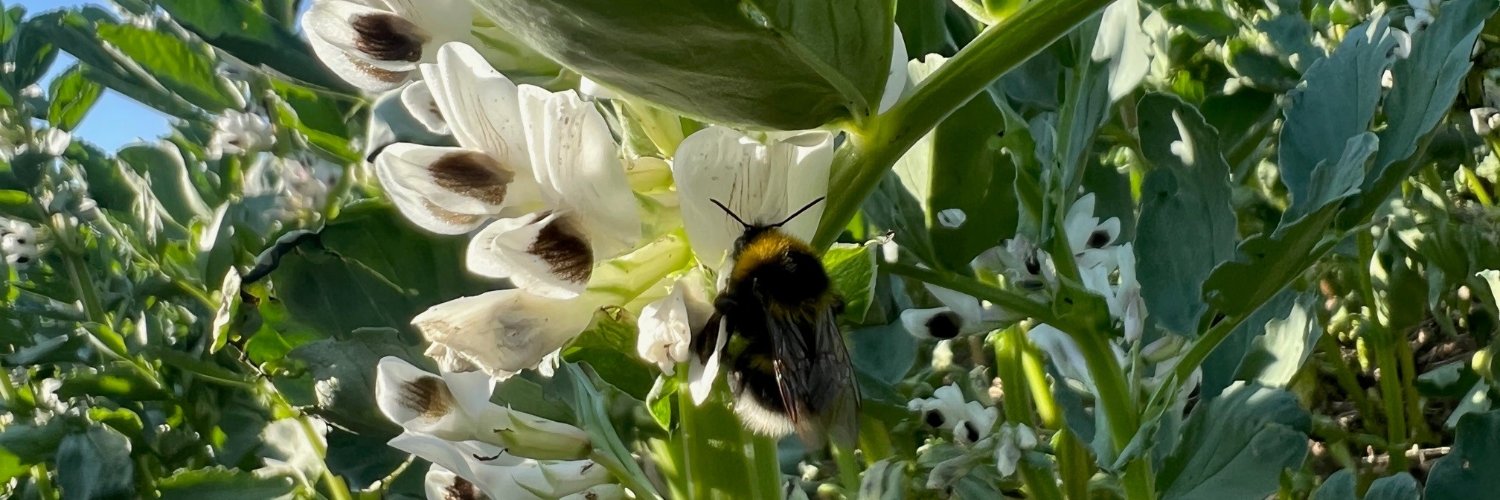 CoverCropsGuideUK banner