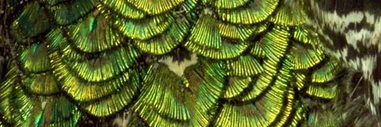 Canarotrigine87 banner