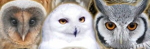 kmilanunesss's profile banner image