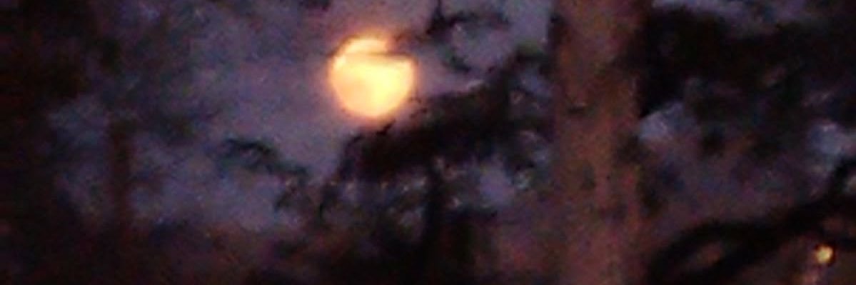 bugfunhouse's profile banner image