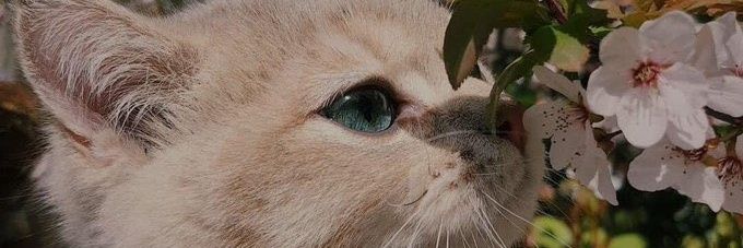 _eceo_'s profile banner image