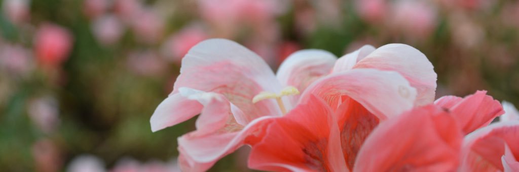 mayo_1105's profile banner image
