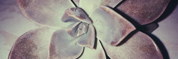 yaotakuya Profile Banner