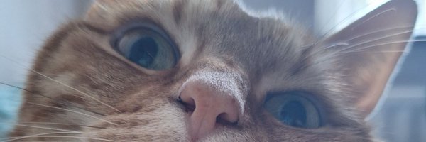 catsboytoast Profile Banner