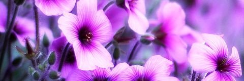 Kaine_Williams's profile banner image