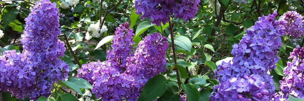 joycewolf's profile banner image