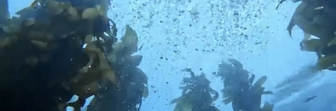 Inner Rhythm Media banner