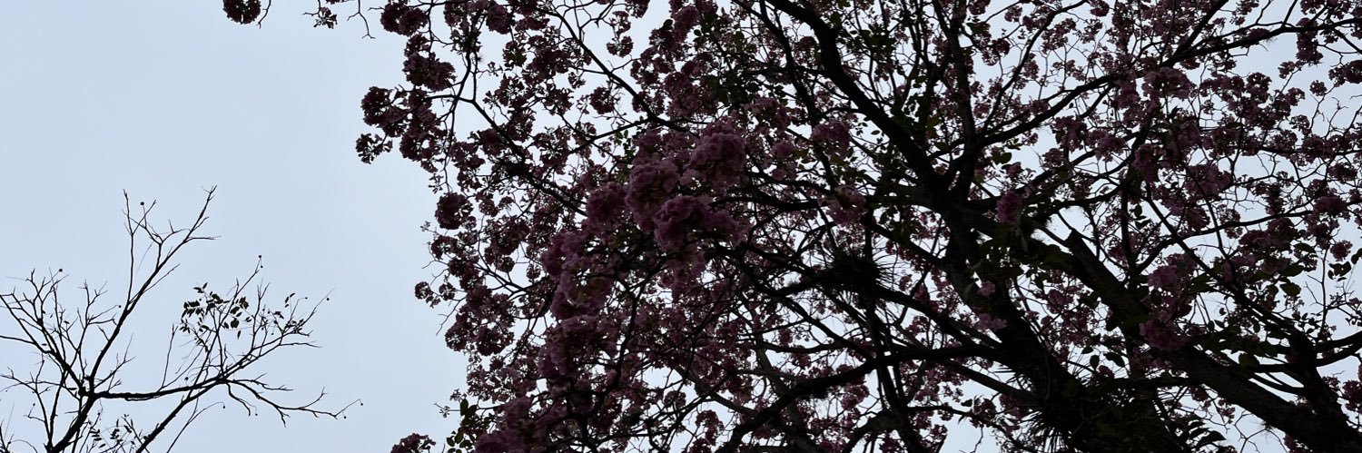 aylinn 🌼 banner