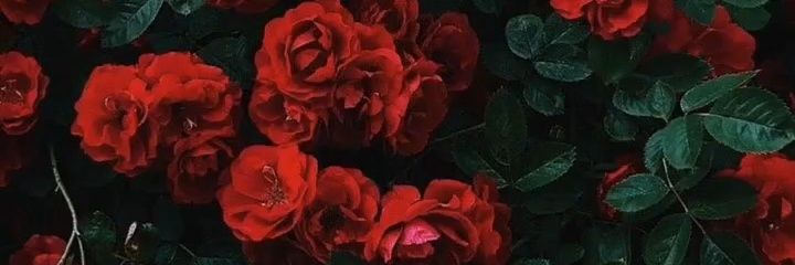 Zahi_loza's profile banner image