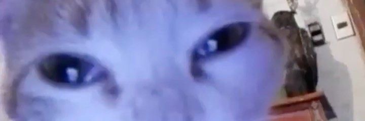 Larvis banner