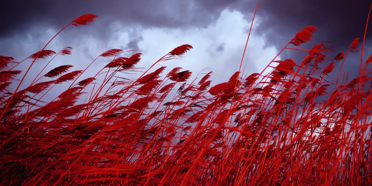 Msn8Red's profile banner image