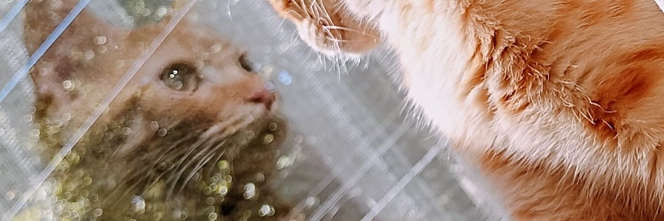 connoyuki's profile banner image