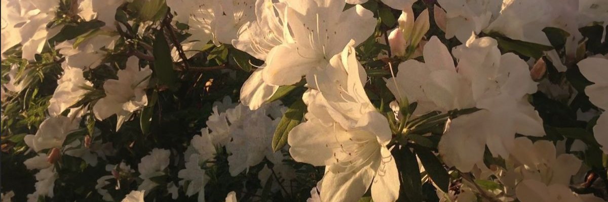 yaninugh's profile banner image