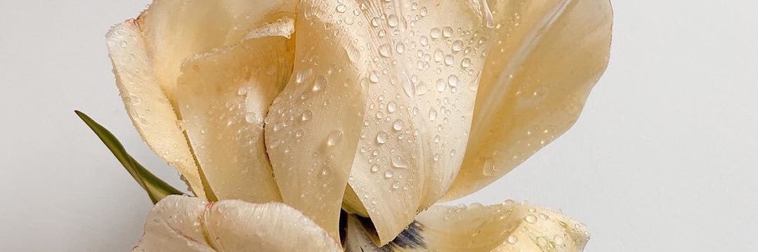 ً 🐚 banner