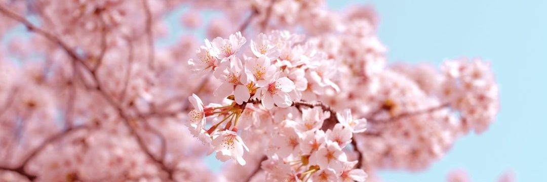 Mintfoxxo's profile banner image