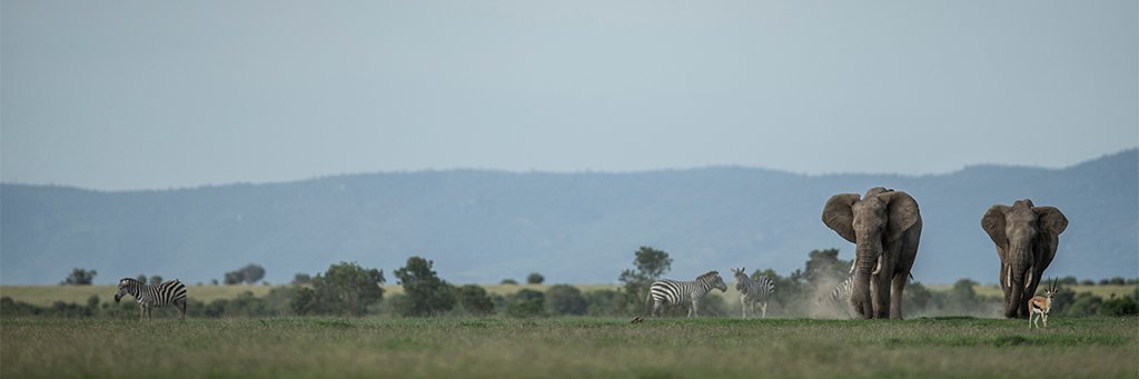 United for Wildlife's banner