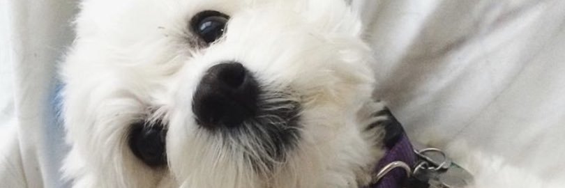 andrew fernandez banner