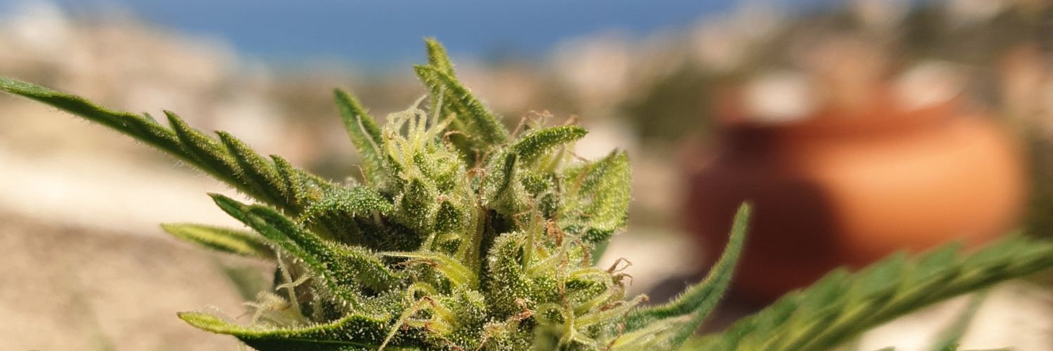 cannabisly's profile banner image