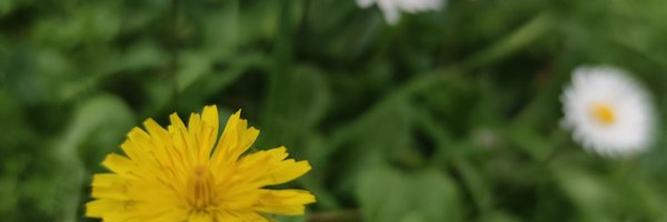 Alice Cabrera Profile Banner