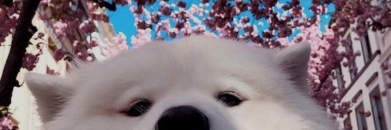 stickerless's profile banner image
