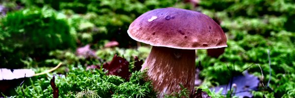 SverigesRadioP3 Profile Banner