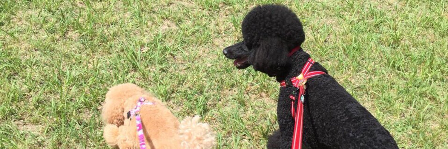 0416dogP's profile banner image