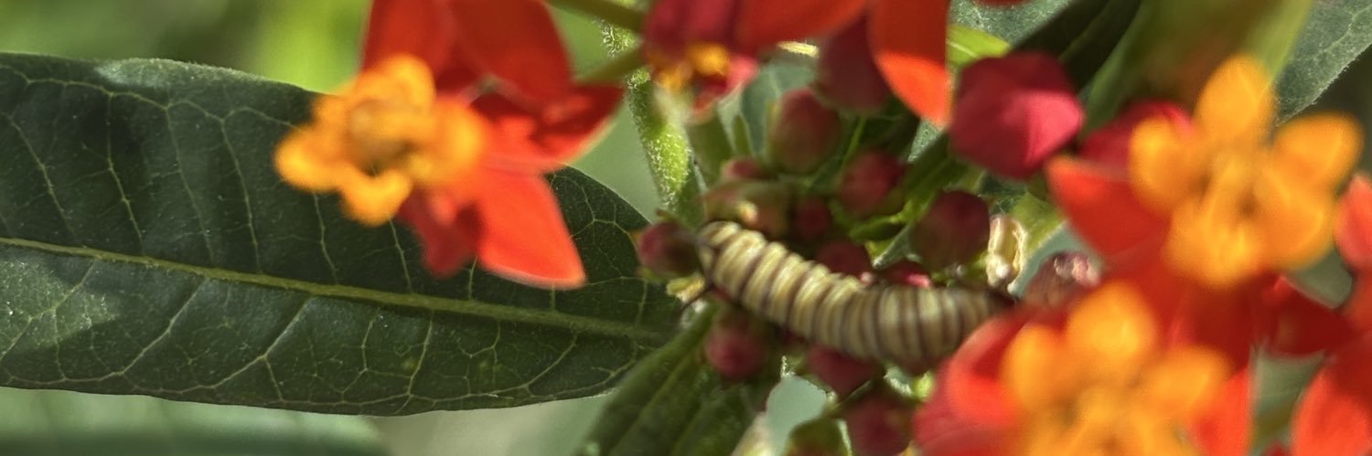 EarthCallingPau's profile banner image
