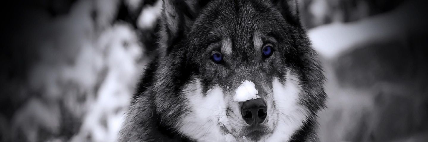 Alszasx's profile banner image