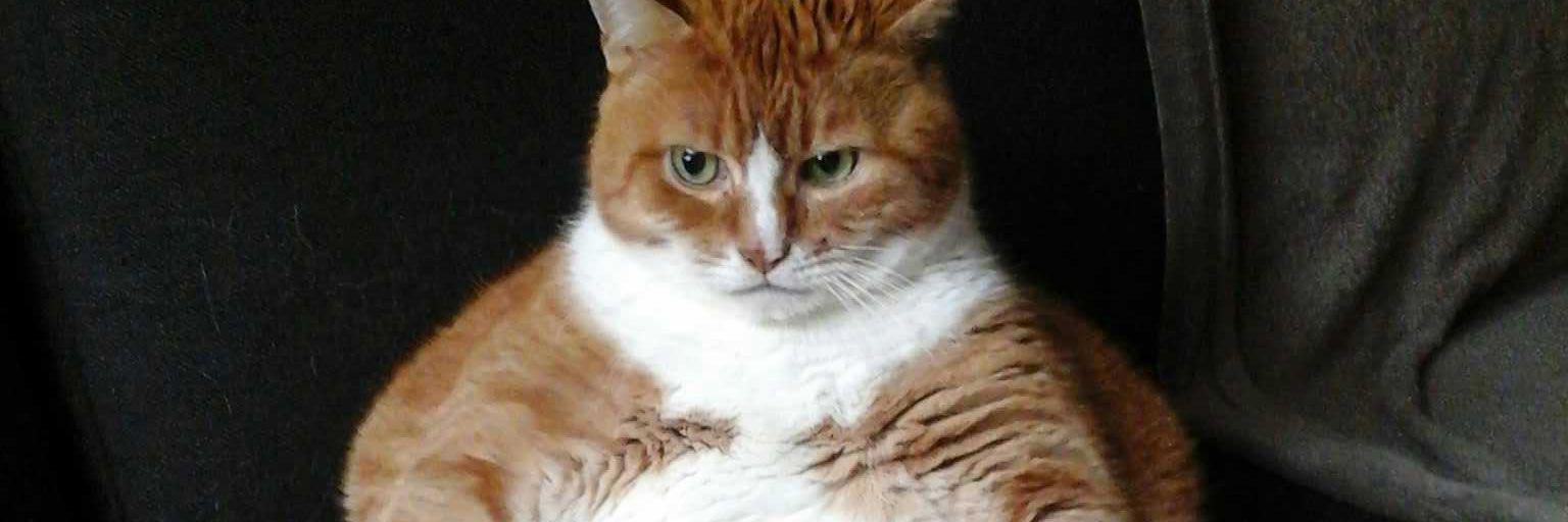 the Borgcat7of9 banner