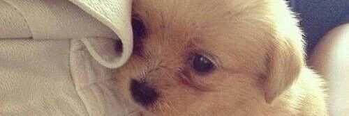 ayi. banner