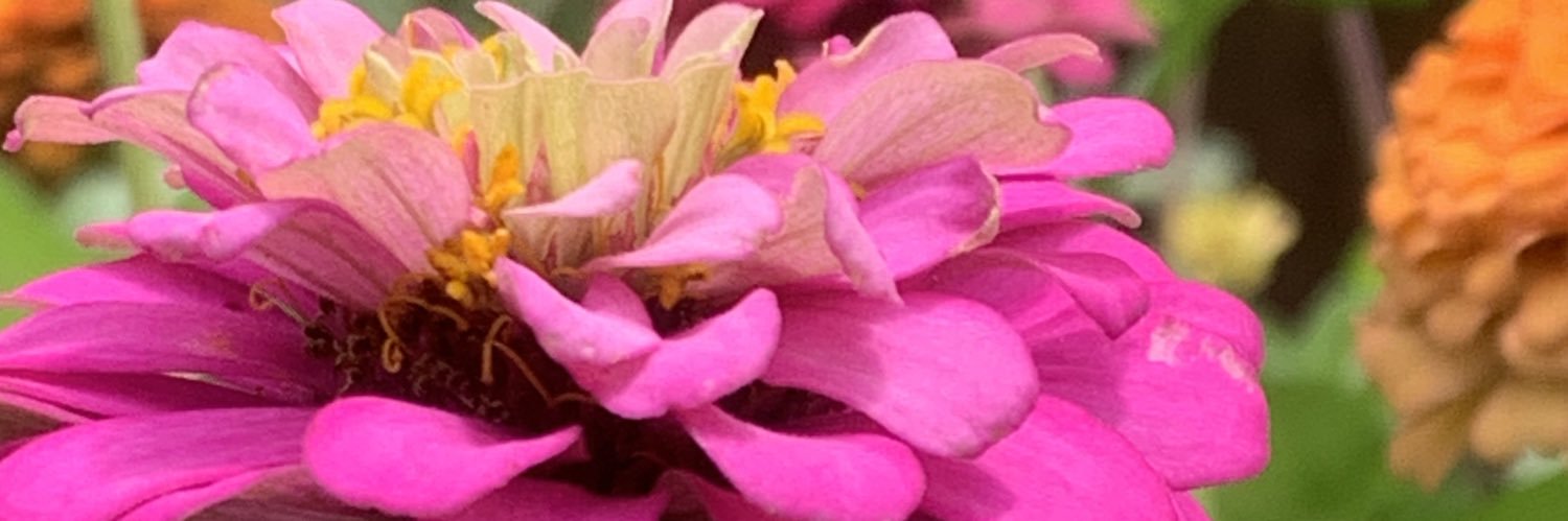 Brooke Stege banner