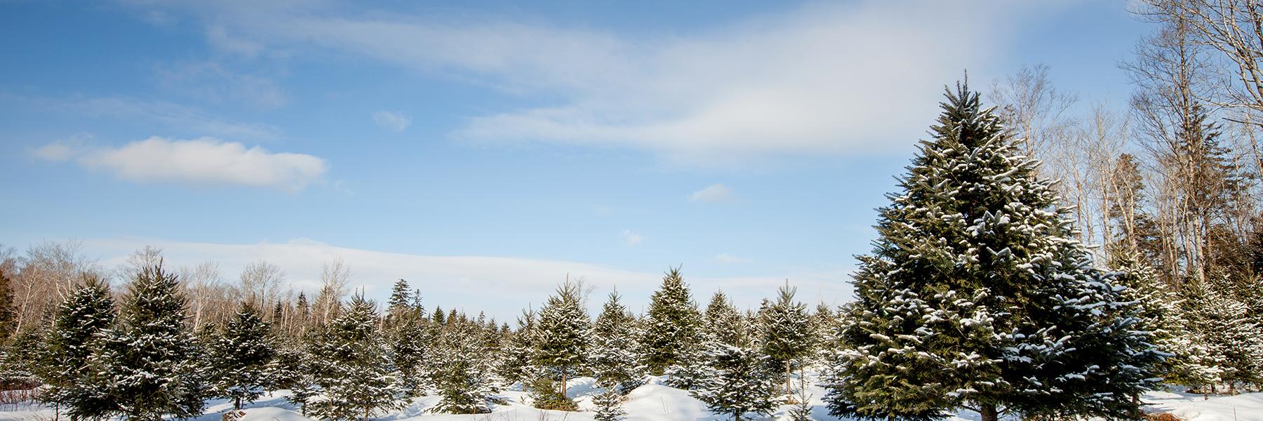 Christmas Tree Council of Nova Scotia banner