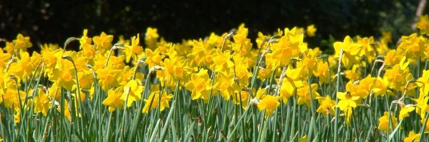 𐙚 ! Bear of shedtwt banner