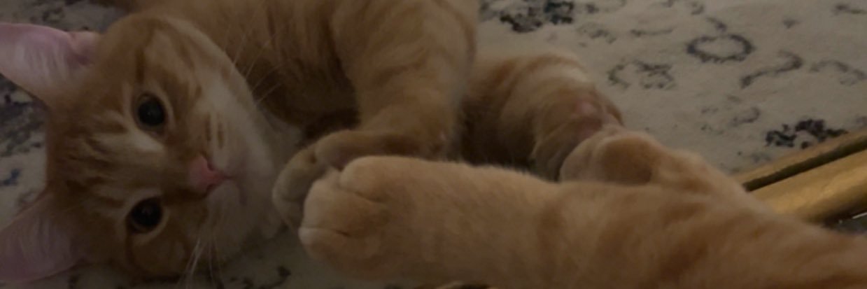 bailsshego's profile banner image