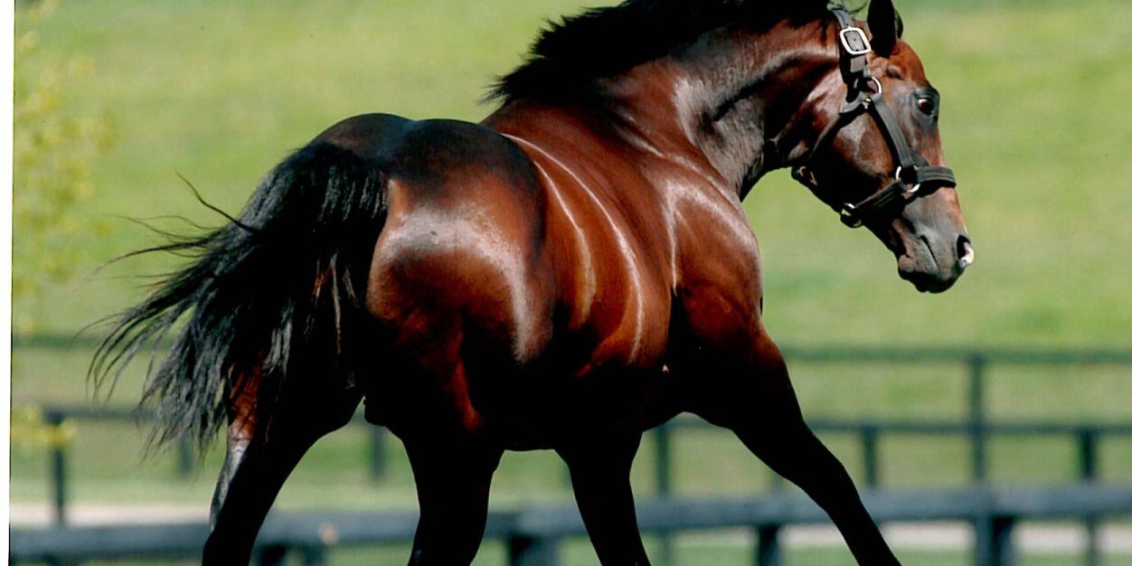 Larry McGinnis banner