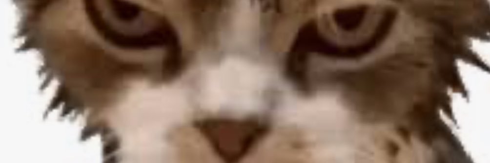 dances with barflies banner