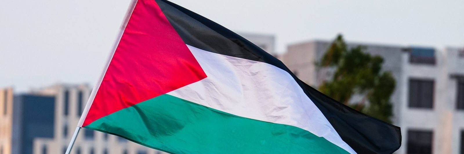 PapaDeElia,✨ banner