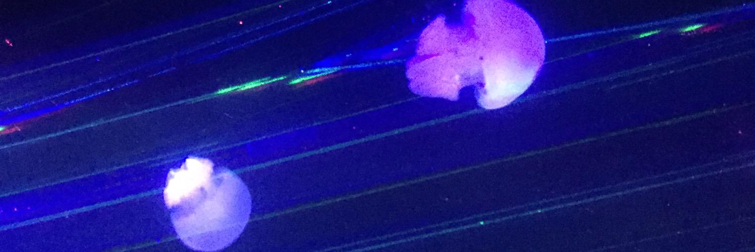 a_che37's profile banner image