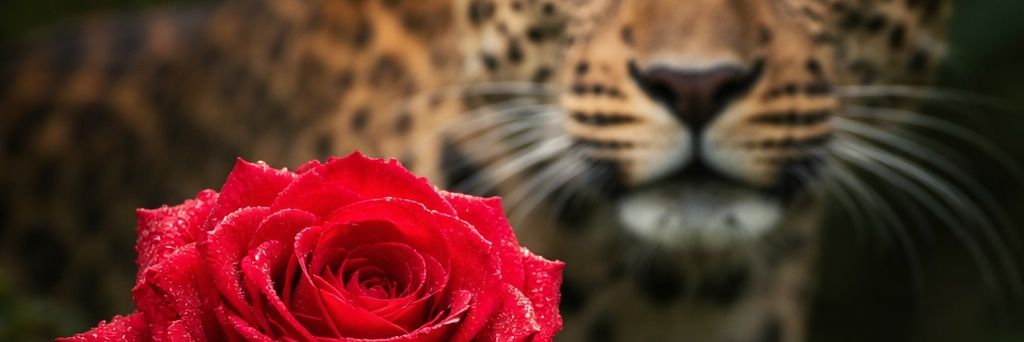 @Kenya banner