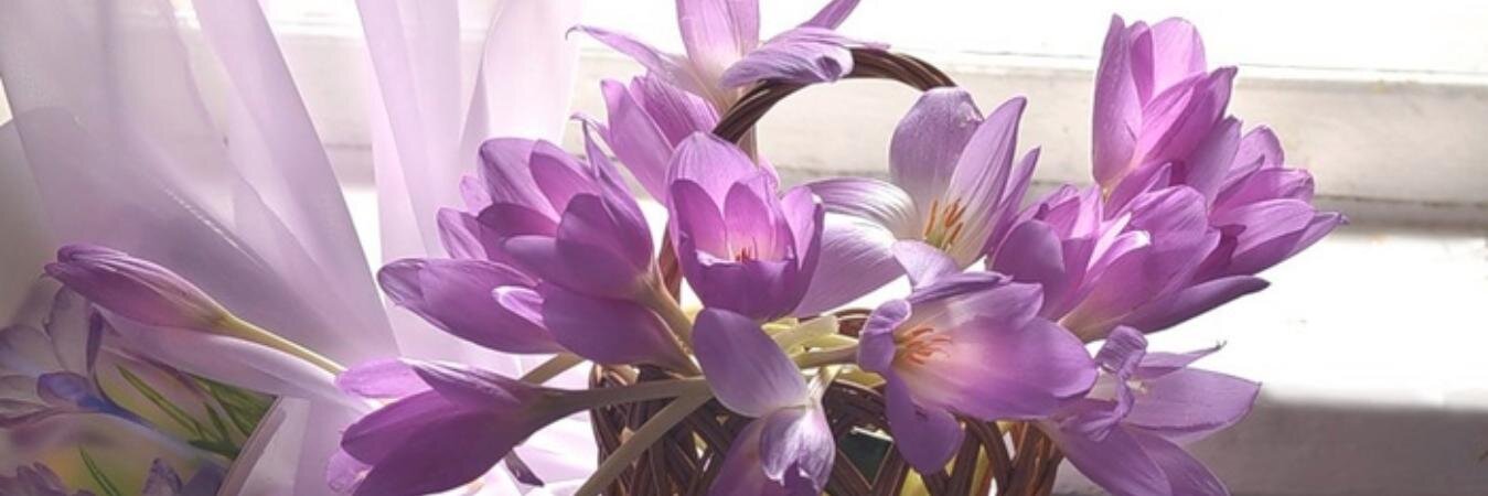Растения и цветы banner