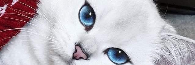 afrilwhy's profile banner image