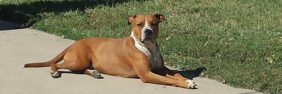 Love for Animals banner