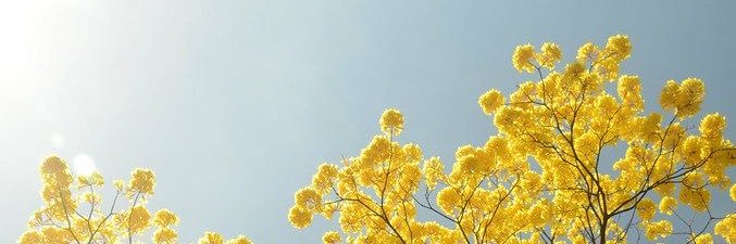 Elena Palacio banner