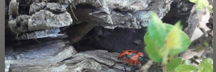 Tefiavalo's profile banner image