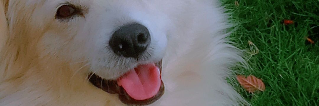 AFCneo28's profile banner image