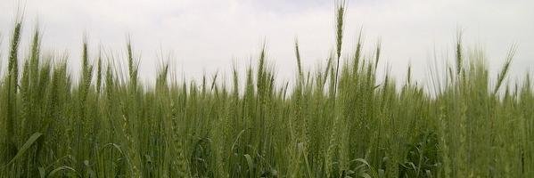 Mitchell Japp banner